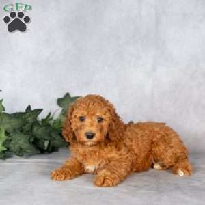 Elizabeth, Miniature Poodle Puppy